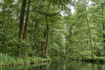 Fototapeta na wymiar Kanal im Spreewald in Brandenburg