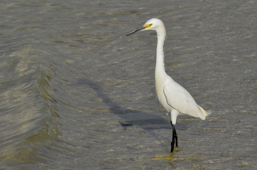 Bird walking in water