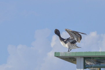 Pelican drying wings