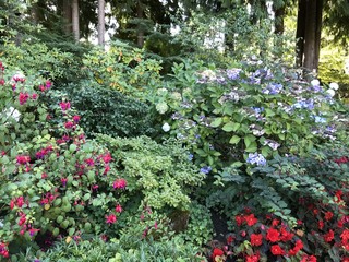 Hydrangea flowers blooming in an outdoor garden