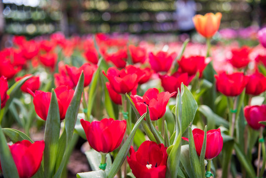 image of red tulips Flower. Beautiful tulips bouquet colorful  in  the garden