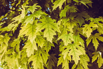 Maple leaf background. Green leaves on a sunny day.