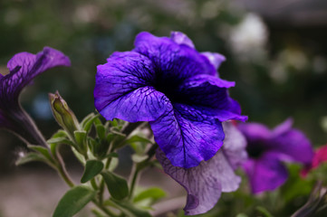 Flowering petunia with blue petals on the background of other garden flowers.