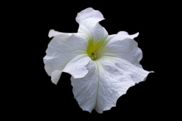 Fototapeta na wymiar One year old petunia flower with white petals with shallow depth of field, isolated image on white background.