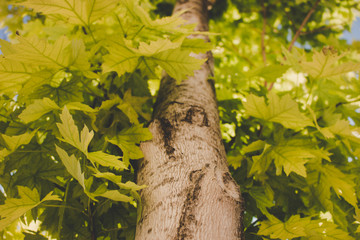 Maple leaf background. Green leaves on a sunny day.