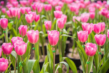 image of Pink tulips Flower. Beautiful tulips bouquet colorful  in  the garden