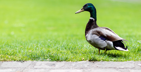 A beautiful Mallard stood on grass with copy space on the left
