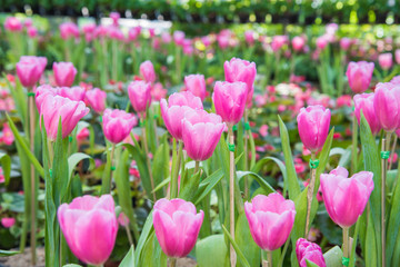 image of Pink tulips Flower. Beautiful tulips bouquet colorful  in  the garden