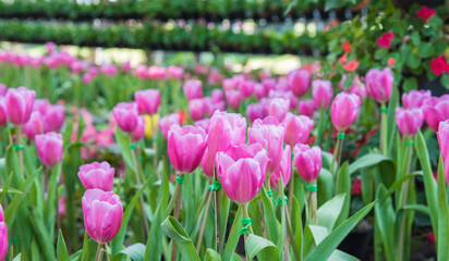 image of Pink tulips Flower. Beautiful tulips bouquet colorful  in  the garden