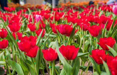image of red tulips Flower. Beautiful tulips bouquet colorful  in  the garden