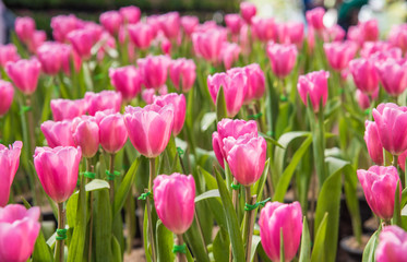 image of Pink tulips Flower. Beautiful tulips bouquet colorful  in  the garden