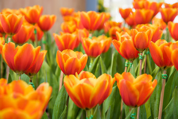 image of tulips Flower. Beautiful bouquet colorful  in  the garden