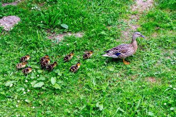 Ducklings and mother walking in a line