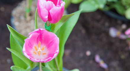 image of Pink tulips Flower. Beautiful tulips bouquet colorful  in  the garden