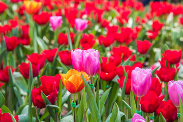 image of tulips Flower. Beautiful bouquet colorful  in  the garden