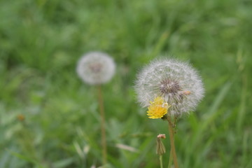 dandelion