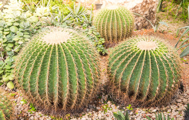 image of golden barrel cactus (echinocactus grusonii)(Echinocactus)