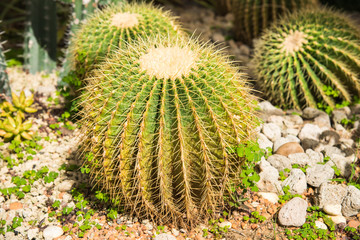 image of golden barrel cactus (echinocactus grusonii)(Echinocactus)