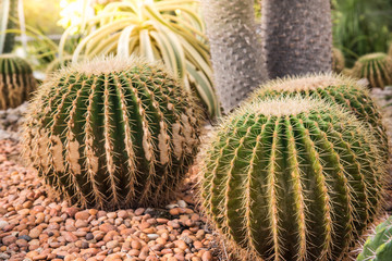 image of golden barrel cactus (echinocactus grusonii)(Echinocactus)