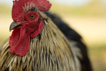 Oz, the Rooster
