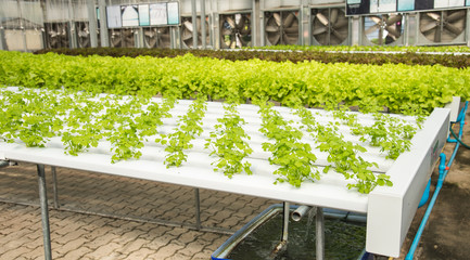 Organic hydroponic vegetable cultivation farm,cultivation hydroponic green vegetable,coriander