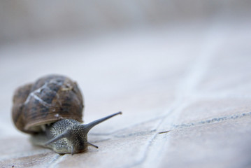 snail after rain