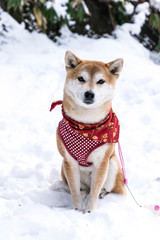 Nagano, Japan : Chiba dog on the snow