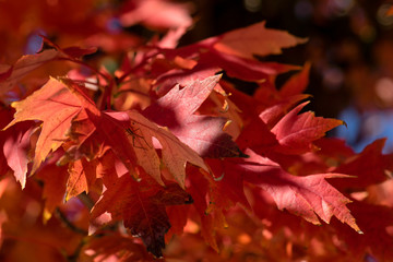 Close-up of Red Autumn Leaves with Sun and Shadows