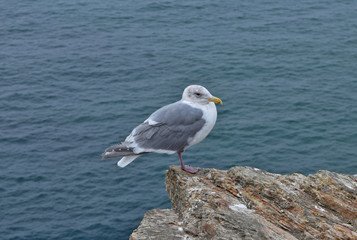 Seagulls on Pt. Reyes Arch Rock before the 2015 arch collapse