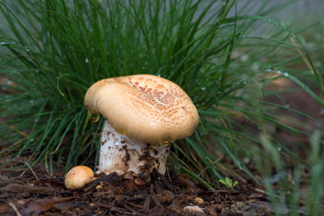 Mushroom with Grass Background on Rainy Day