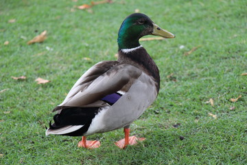 duck walking on grass