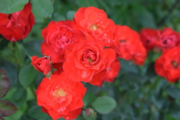 Róże czerwone kwitnące
