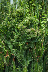 close up detail of a beautiful and impressive spurge succulent cactus, can be used as background
