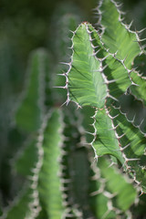 Close up detail of a beautiful and impressive big spurge succulent cactus, can be used as background