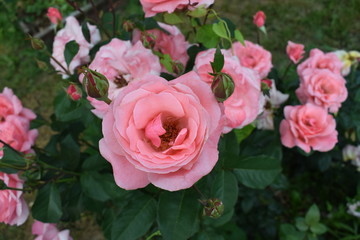 Róże w rozkwicie różowe