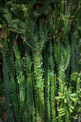 close up detail of a beautiful and impressive spurge succulent cactus, can be used as background