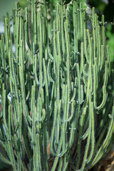Close up detail of a beautiful, big and delicate spurge succulent cactus, can be used as background 