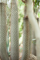 Close up detail of a beautiful and impressive big vertical succulent cactus, can be used as background