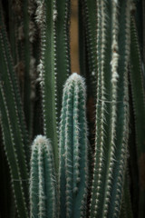 Close up detail of a beautiful and impressive big vertical succulent cactus, can be used as background 