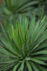 beautiful grown agave cactus, sukkulent, close up, can be used as background