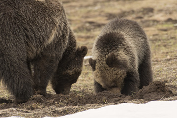 Grizzly bear sow & cub digging for ground squirrels   Yellowstone NP   Wyoming © Tom