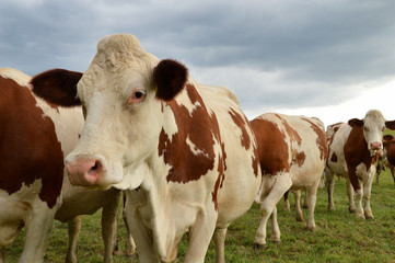 A herd of dairy cows, or dairy cattle in a green pasture. Montbeliarde breed cows.