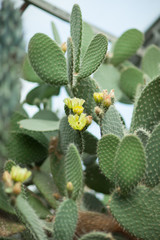 Close up detail of beautiful opuntia, prickly pear cactus with yellow blossom, can be used as background