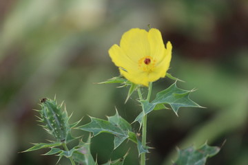 cardo santo, cardo mariano, flor,  amarilla, medicinal, planta medicinales