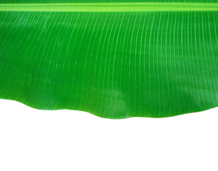 Banana leaf isolated on white background