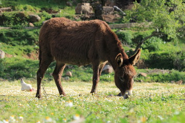 Naklejka na ściany i meble Donkey feeding in the field