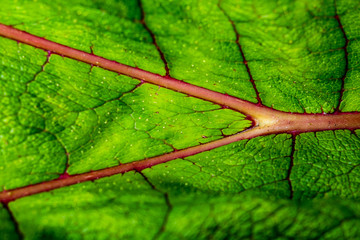 Red veins on a green leaf