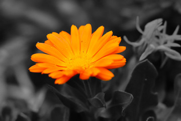 daisy 1 