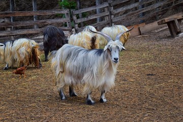 Miniature long haired pet goats with horns in rural farm by zipline tour near Puerto Vallarta Mexico.