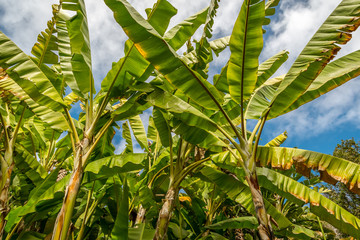 PUERTO DE LA CRUZ, TENERIFE / SPAIN - FEBRUARY 26 2018: Tropical plants